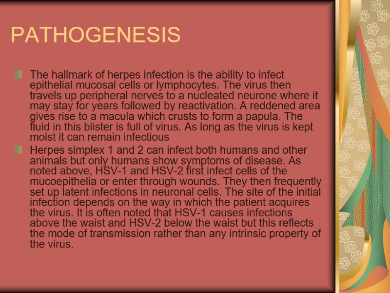 PATHOGENESIS The hallmark of herpes infection is the ability to infect epithelial mucosal cells